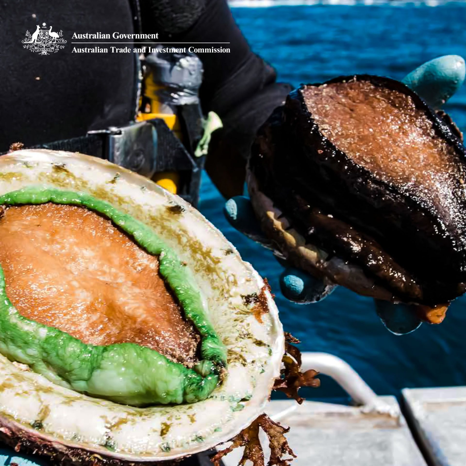 A Culinary Taste of The Sea: Australian Abalone - Rare Foods Australia