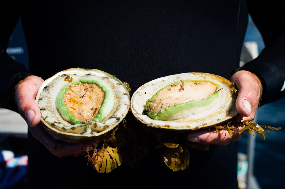 Understanding Greenlip Abalone Rare Foods Australia
